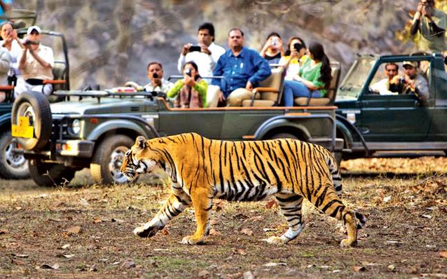 Tiger in Jim Corbett