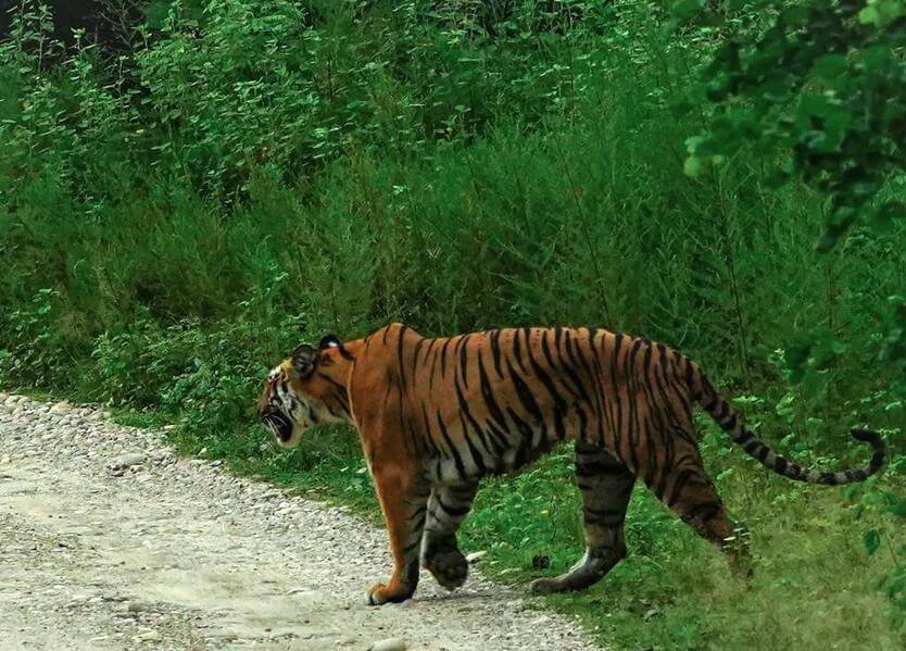 Tiger in Jim Corbett