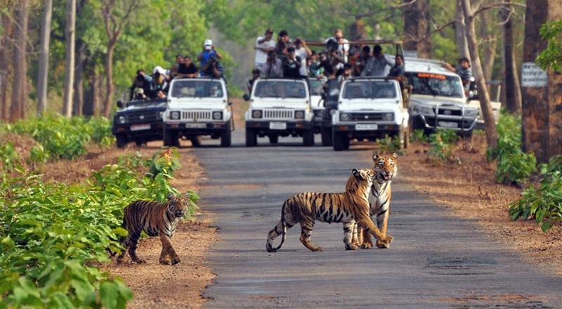 Corbett Wildlife Safari