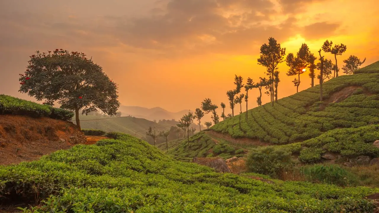 Munnar Kerala Tour