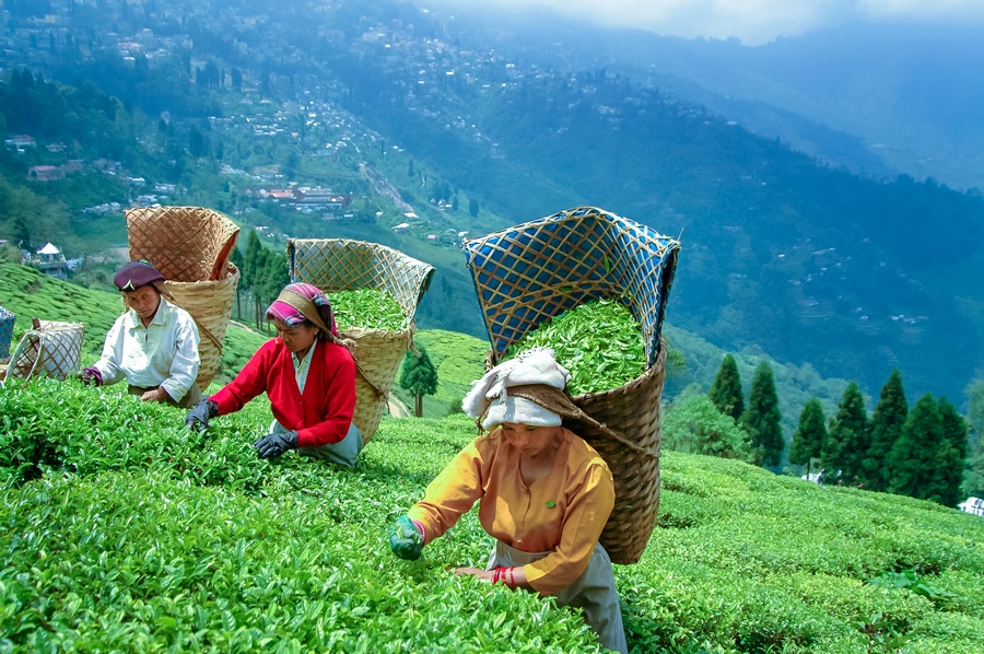 Mesmerizing Darjeeling Gangtok Tour