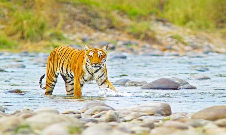 Jim Corbett 2 Nights