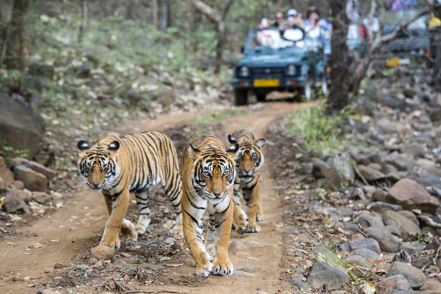 Ranthambore 2 Nights