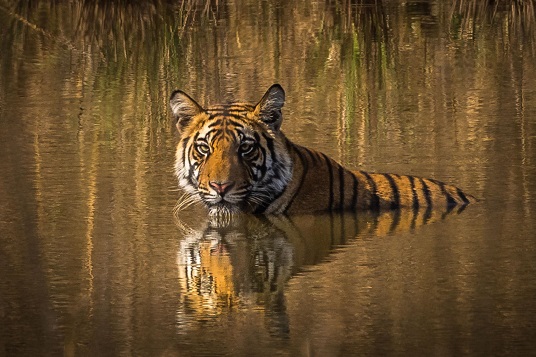 Bandhavgarh Educational Tour Package