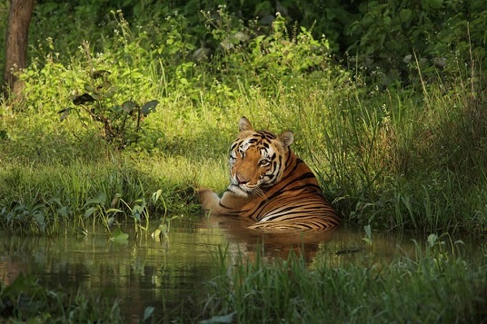 Bandhavgarh Educational Tour Package